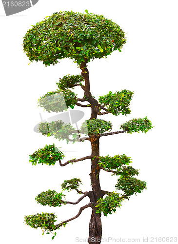 Image of Bonsai tree isolated over white