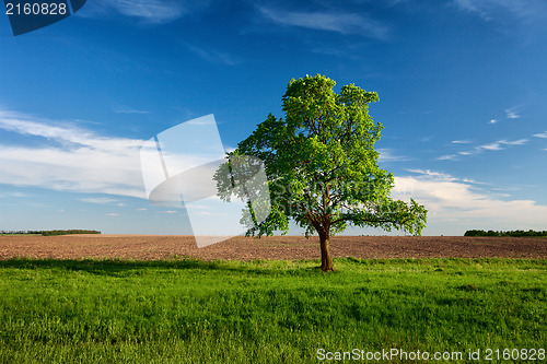 Image of Lonely tree on near the arable land