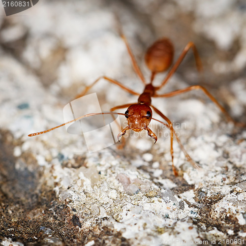 Image of One weaver ant on stone background