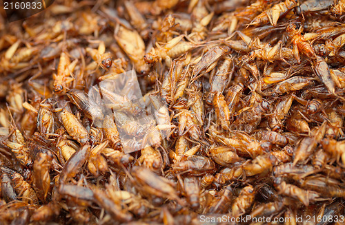 Image of Edible insects - fried in oil crickets