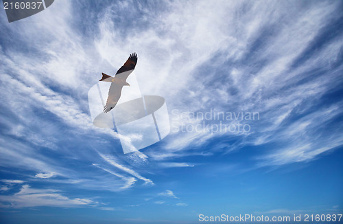Image of Black Kite in blue cloudy sky