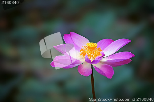 Image of Blooming lotus