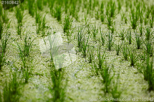 Image of Young green rice sprouts