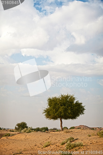 Image of Lonely tree