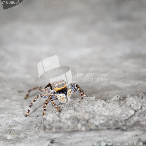 Image of Salticidae - small spider on grey stone close up