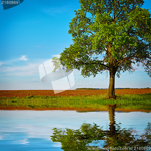 Image of Pond with reflection of tree