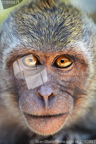 Image of Portrait of curious monkey 