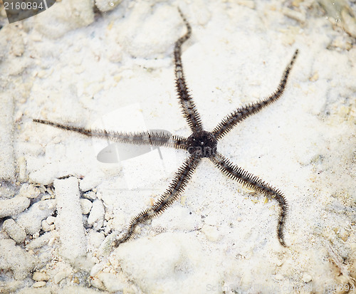 Image of Ophiuroids starfish