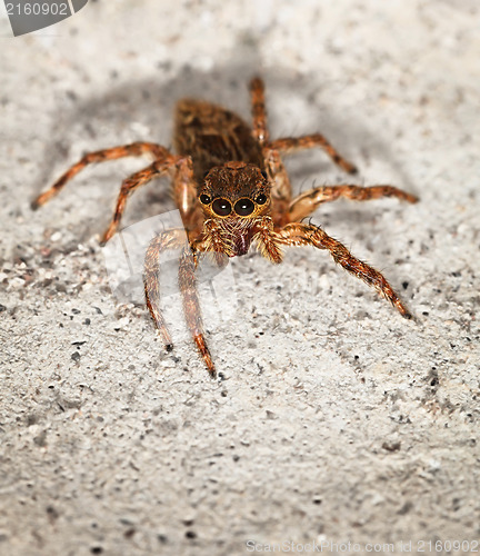 Image of Close up of small brown spider Salticidae