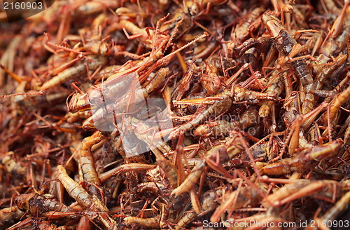 Image of Fried insects on the market