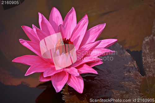 Image of Nymphaea Red Flare - Lotus flower on a pond