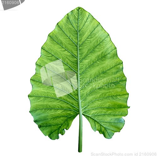 Image of One big green tropical leaf. Isolated over white.