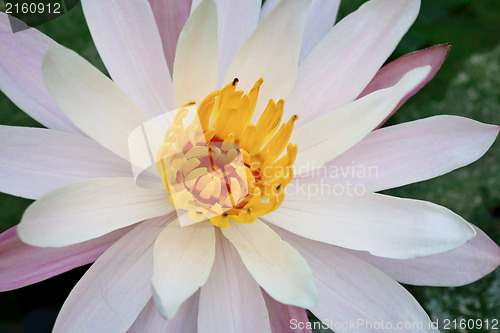 Image of Blooming white lotus