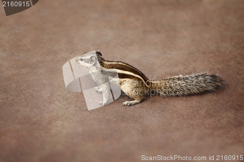 Image of Indian palm squirrel on brown background