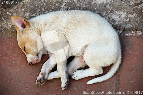 Image of Street homeless mongrel puppy