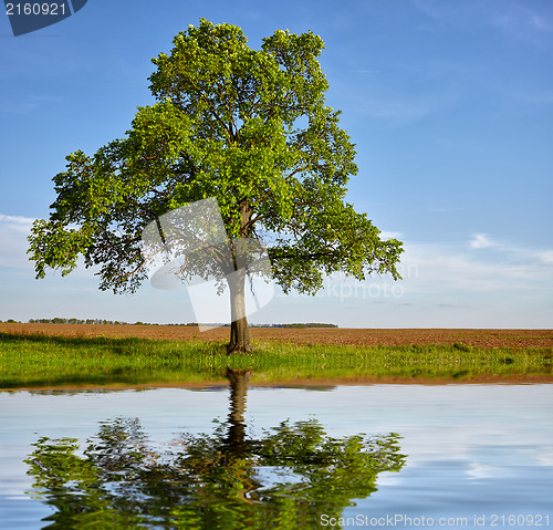 Image of Green tree with reflection on lake water surface