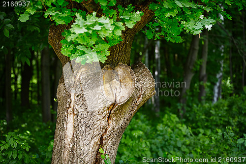 Image of Oak tree trunk