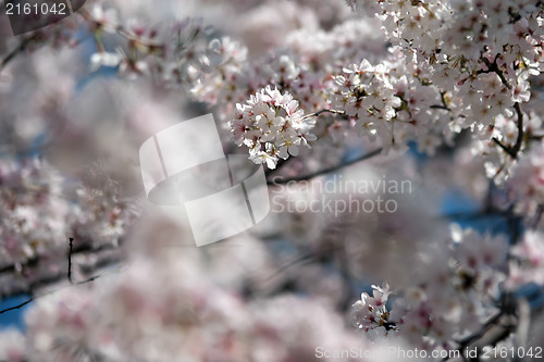 Image of spring bloom