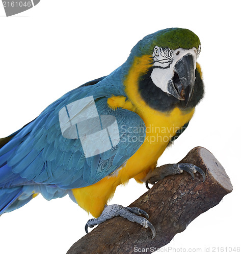 Image of Macaw Parrot Perching