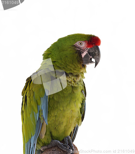 Image of Macaw Parrot