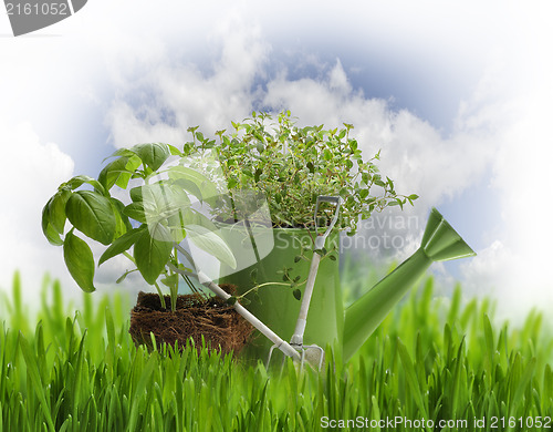 Image of Oregano And Basil Herbs