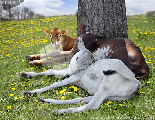 Image of Young Calves