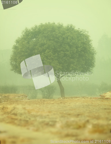 Image of Tree in a thick morning fog - smog