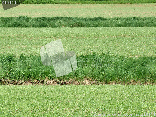 Image of Green grass field