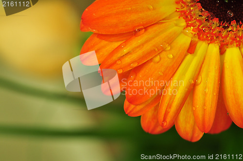 Image of flower wallpaper