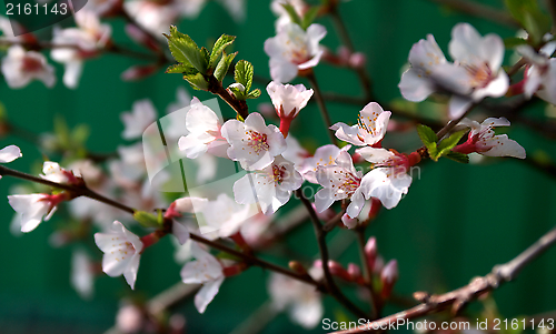 Image of Cherry Blossoms