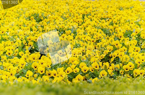 Image of yellow pansy flowers