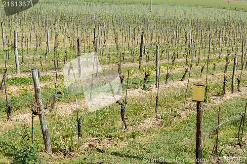 Image of Spring Vineyard