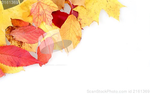 Image of red and yellow autumn leaves frame