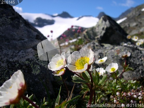 Image of Mountain flower