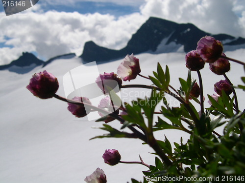 Image of Mountain flower