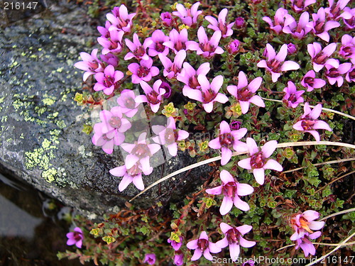 Image of Mountain flower