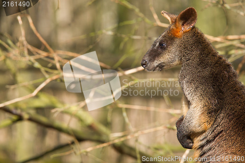 Image of Close-up of a swamp wallaby