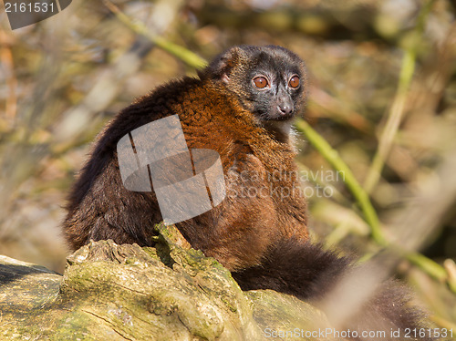 Image of Red-bellied Lemur (Eulemur rubriventer)