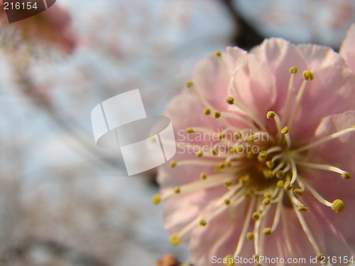 Image of Japanese plum blossom