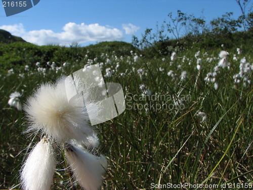 Image of Soft Freedom