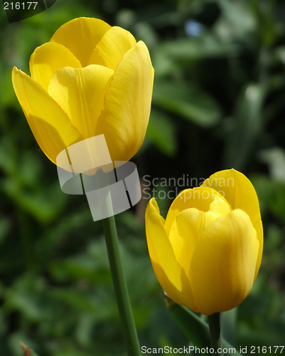 Image of Yellow tulips