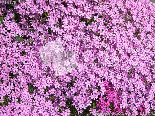 Image of Unique Flowers Garden Wallpaper