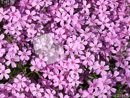 Image of Beautiful pink flowers