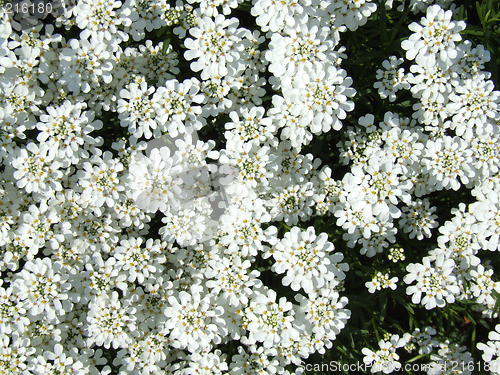 Image of White Flowers Field