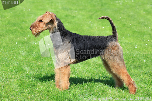 Image of Airedale Terrier on the green grass 