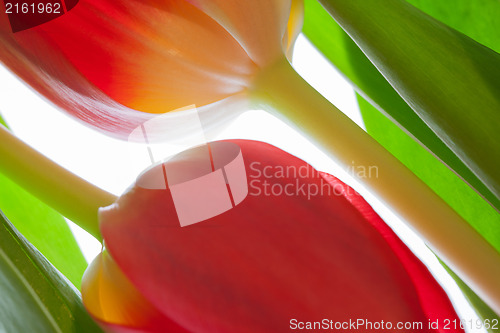 Image of Two flowers 
