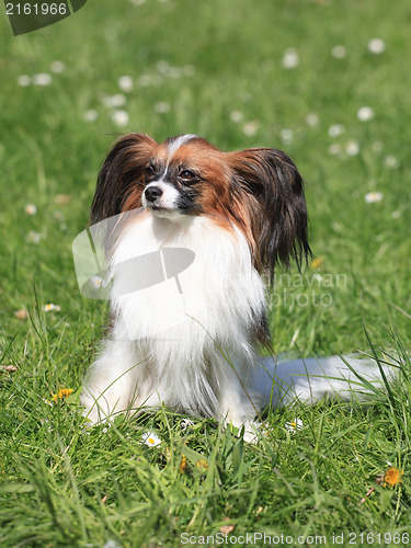 Image of Continental Toy Spaniel on the green grass