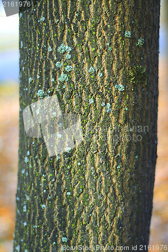 Image of bark of tree