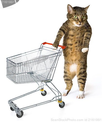 Image of consumer cat