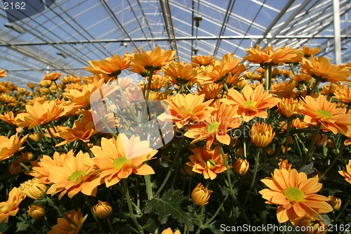 Image of greenhouse with yellow chrysanthemums